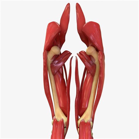 Human Legs Muscle Bone Anatomy 3d Model Cgtrader