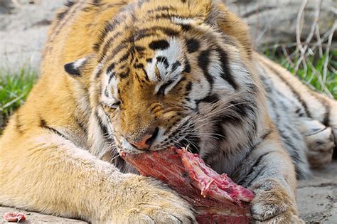 They existed in the wild in the indian subcontinent till the 1950s. What Tigers Eat - The tiger project