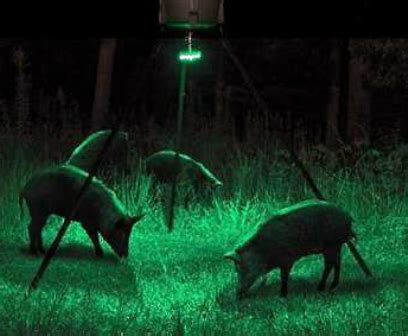 wild hog pig feeder hunting hoglight package