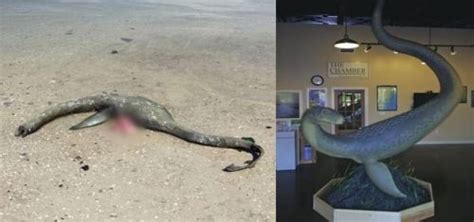 Mysterious Loch Ness Like Sea Creature Washes Up On South