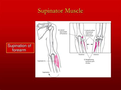 Supinator Muscle Surface Anatomy