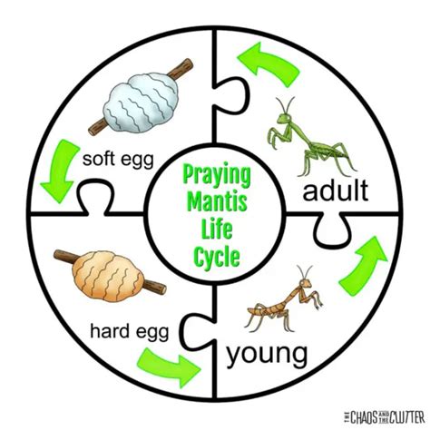 Praying Mantis Life Cycle Sensory Bin Praying Mantis Life Cycle Life