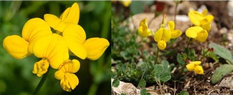 28 Types Of Yellow Wildflowers In Pennsylvania 2024 Bird Watching Hq