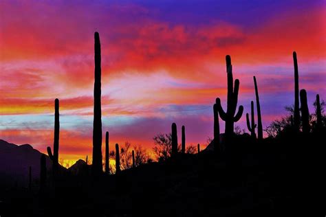 Sonoran Desert Sunset Photograph By Dennis Boyd Fine Art America
