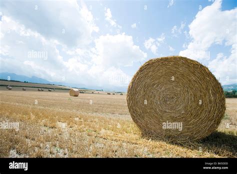 Round Hay Bale In Field Stock Photo Alamy