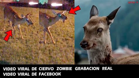 Ciervo Zombie Real Grabado En Video En Estados Unidos Miralo Antes Que