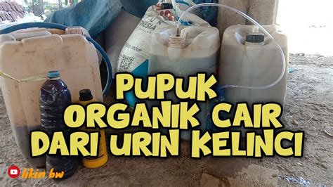 Cara Membuat Pupuk Organik Cair Dari Urin Kelinci Youtube