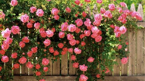 Rose And Fence Wallpapers Wallpaper Cave