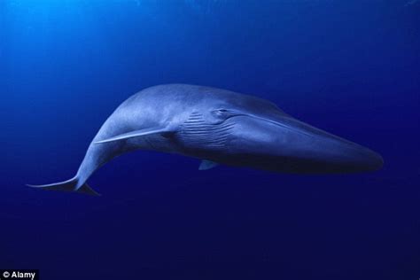 Sea Creatures Are Getting Bigger Researchers Say Giants Of The Deep