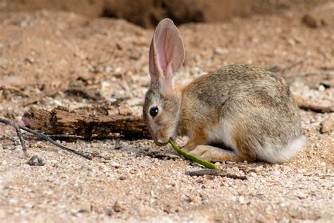 Desert Cottontail Rabbit Facts Origin And History With Pictures Pet