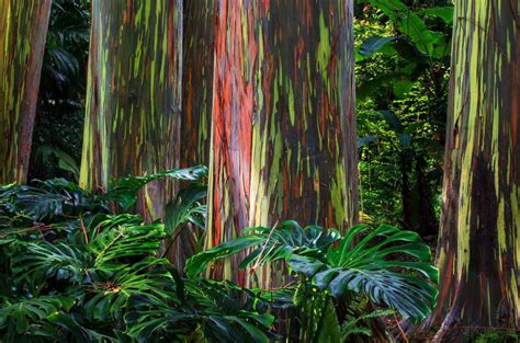 Maui Eucalyptus Bing Wallpaper Download
