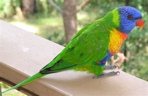 Australian Rainforest Birds Pictures Just For Sharing