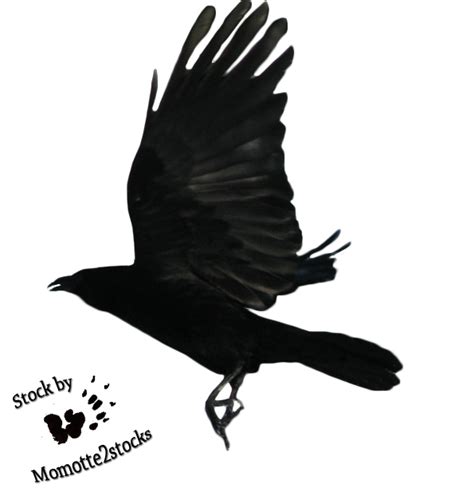 Flying Crow Png Hd Isolated Png Mart