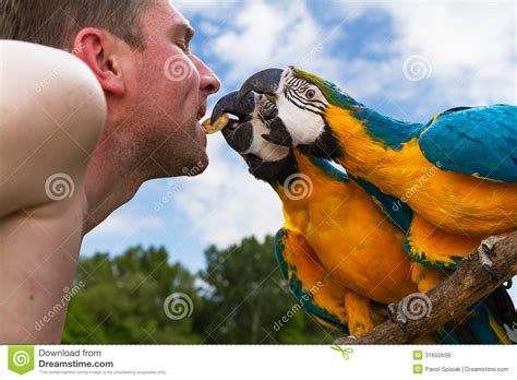 Two Macaws And Breeder Birds Stock Image Image Of Eyes Colored 31650699