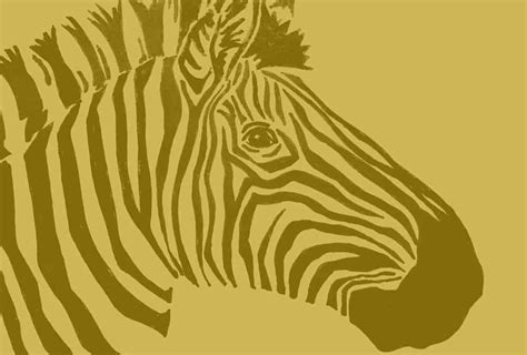 Rare Golden Zebra Photographed In The Wild Warhorses