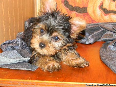 Lafayette is an amtrak station in lafayette, indiana, served by the cardinal and hoosier state. AKC Yorkshire Terriers & many more Puppies - Price: 275 in ...