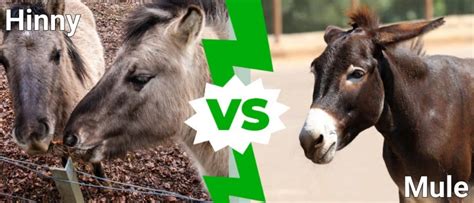 Hinny Vs Mule Are They Different A Z Animals
