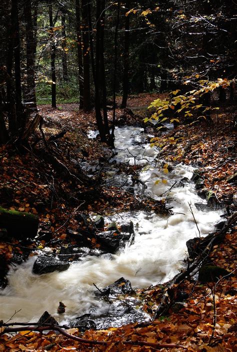 Autumn Creek Free Photo Download Freeimages