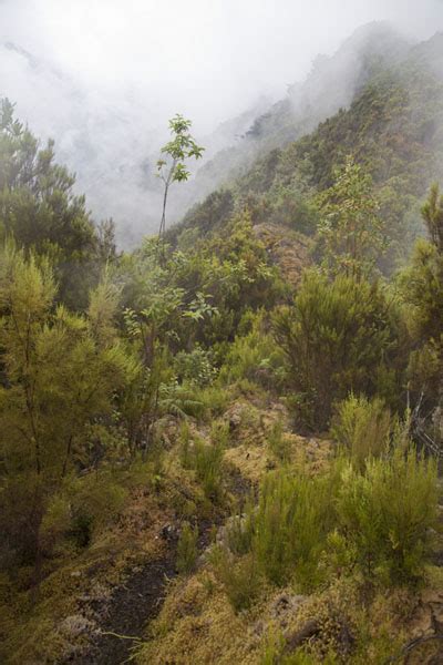 Información para viajes a rwenzori mountains national park: The Rwenzori trail below Mahangu Hut | Rwenzori Mountains ...