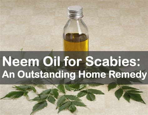 Neem Oil For Scabies An Outstanding Home Remedy Disfreeskin