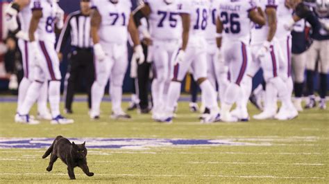 Cowboys Giants Sideline Exclusive Black Cat Really Did Provide A Jolt