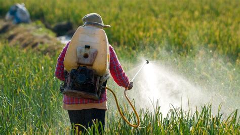 Pesticides In Food Safety Exposure And More