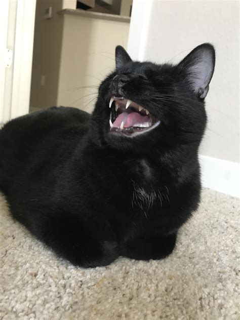 Mid Meow Aww Cat Pics Black Cat