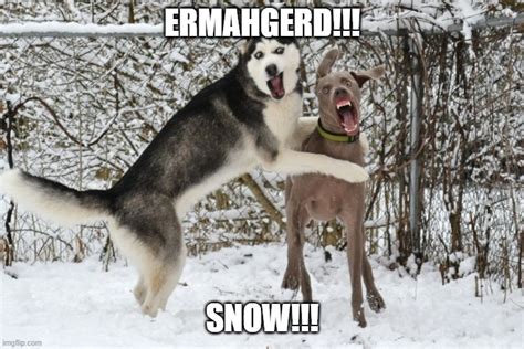 They Love The Snow Imgflip