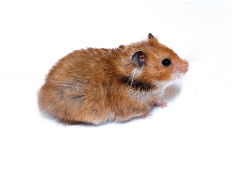 Brown Syrian Hamster Isolated Stock Photo Image Of Nice Home 74936006