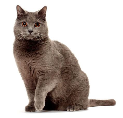 Whos That Cat 9 Reasons To Love The Charming Chartreux All Cat Breeds