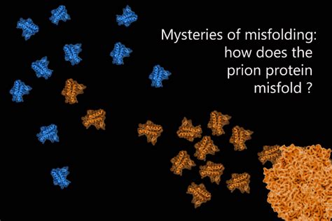 Mysteries Of Misfolding How Does The Prion Protein Misfold Ncbs News
