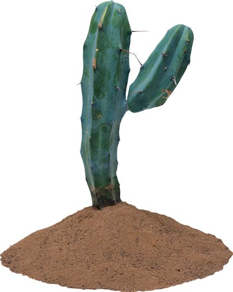 Cactus Png Images Transparent Background Png Play
