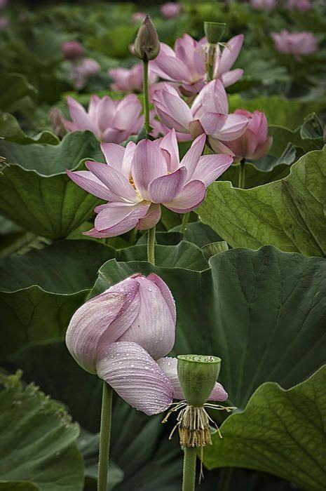 Lotus Flowers Kenilworth Gardens Nps Art Print By Mark Serfass