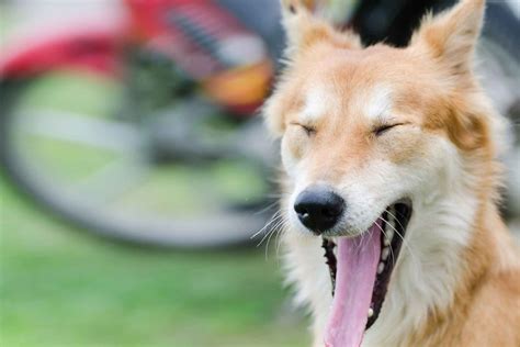 How To Train Your Dog To Open His Mouth Training Your Dog Dogs Dog