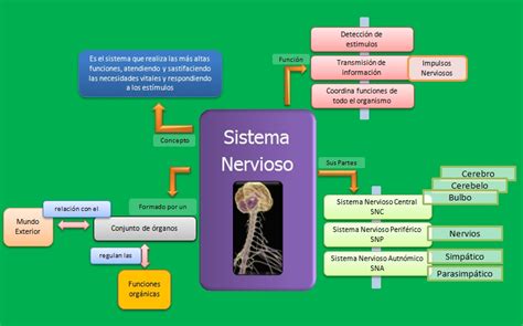Para su estudio y análisis se la función del sistema nervioso periférico es conectar al sistema nervioso central con los órganos del cuerpo para generar el movimiento. BIOLOGEANDO: MAPAS DEL SISTEMA NERVIOSO