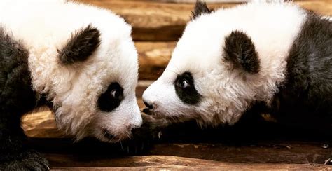 Germanys First Baby Pandas Make Public Debut At Berlin Zoo Mapped