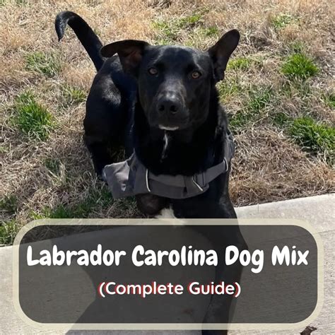 Labrador Carolina Dog Mix A Complete Guide Labrajoy