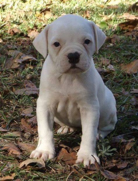 The top countries of supplier is china, from which. American Bulldog For Sale in Massachusetts (10) | Petzlover