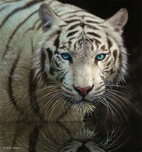 Beautiful Wildlife Paintings By Collin Bogle