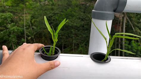 sayur hidroponik  rumah sayur hidroponik usaha rumahan penyokong