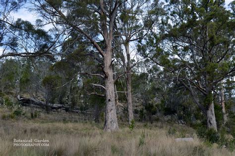 Tasmanian Bushland Brooklandsplants