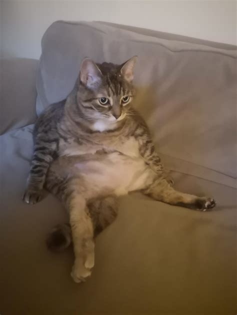 My In Laws Cat Sitting On The Couch Meme Guy