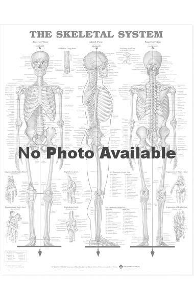 Anatomical Chart Company The Skeletal System Anatomical Chart