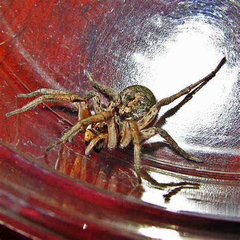 Hogna Baltimoriana Wolf Spiders In Kempner Texas Bugs In The News