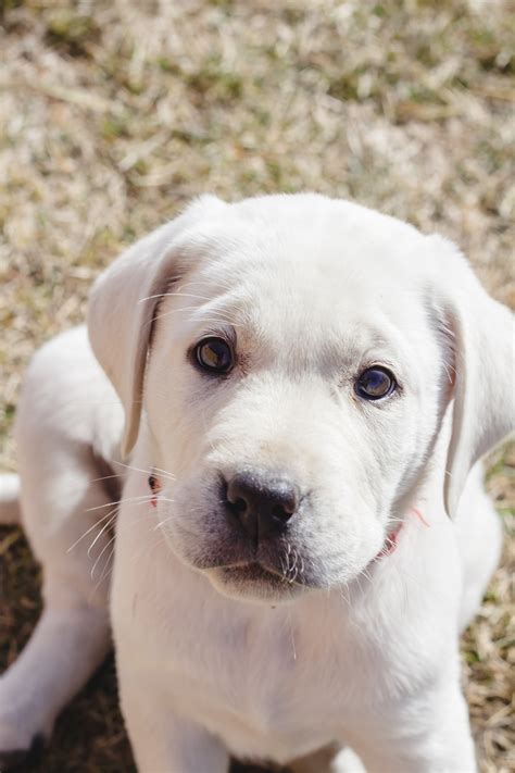 Male White Lab Puppy Toby - Placed - Puppy Steps Training