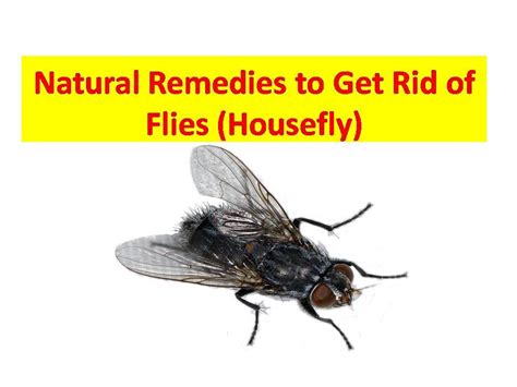 How To Get Rid Of Flies In The House Naturally How To Kill House