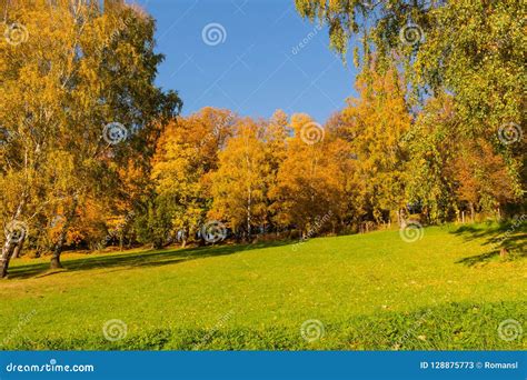 Beautiful Autumn Landscape With Yellow Treesgreen And Sun Colorful