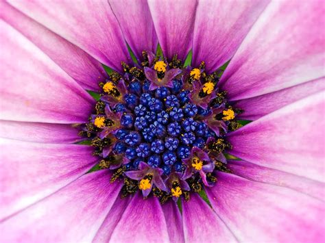 Maybe you would like to learn more about one of these? Pictures Of Unique Flowers - Beautiful Flowers