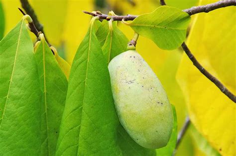 How To Grow And Care For Pawpaw Trees Gardeners Path