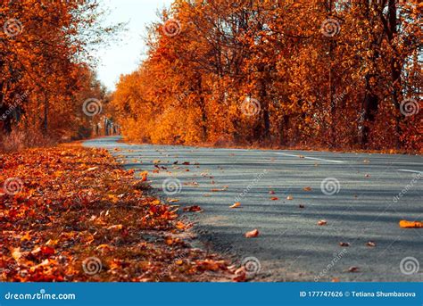 Empty Asphalt Road In Autumn Fall Forest Autumnal Background Stock
